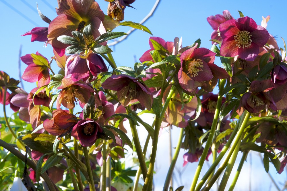 Purple Hellebore or Christmas Rose