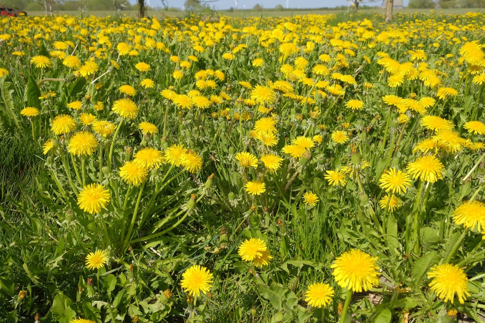 Dandelion Meadow