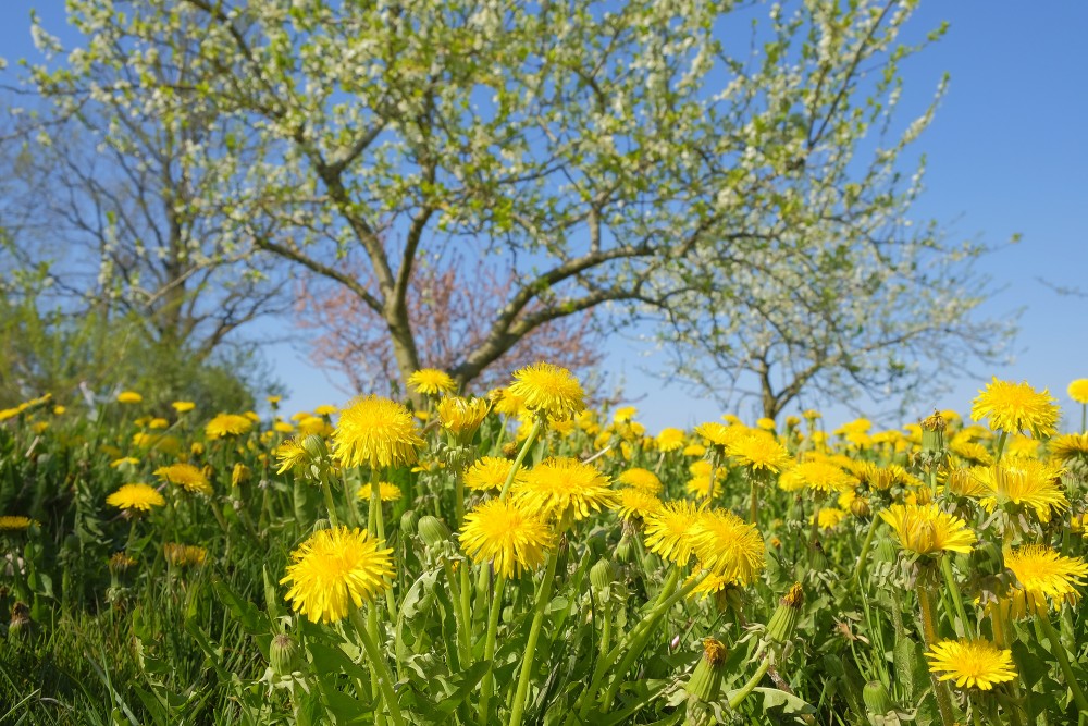 Ārstniecības pienene (Taraxacum officinale)