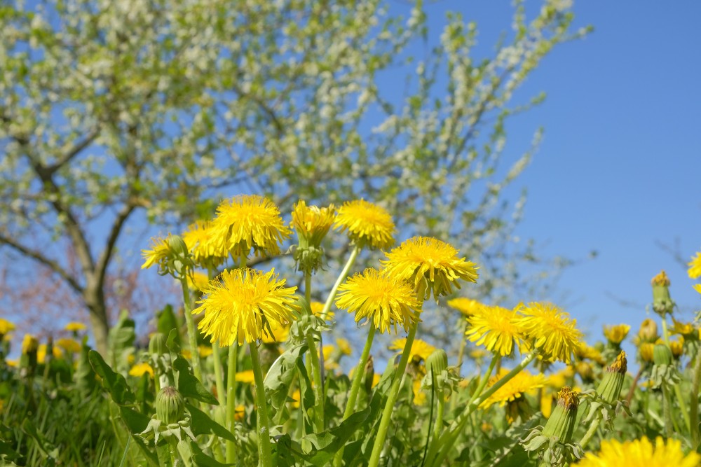 Dandelion Flowers