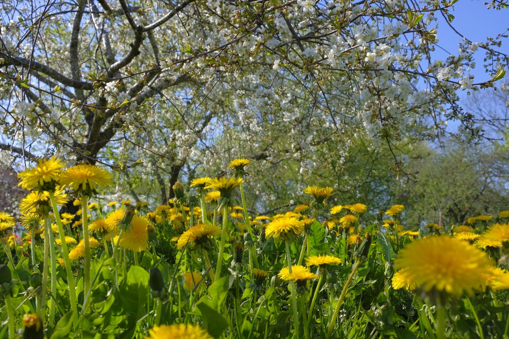 Dandelion Flowers