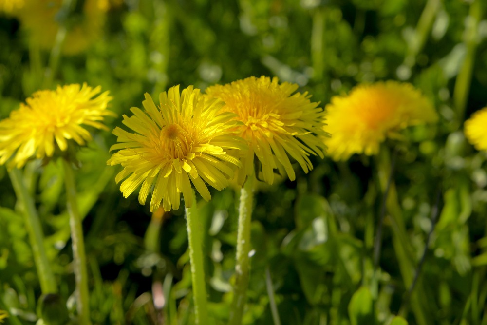 Close-up of Dandelion Flowers