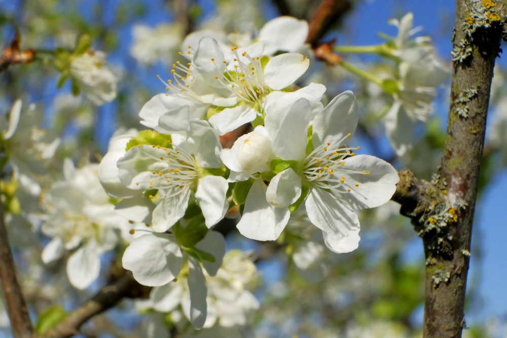 Plūmes ziedi Plūmes ziedi