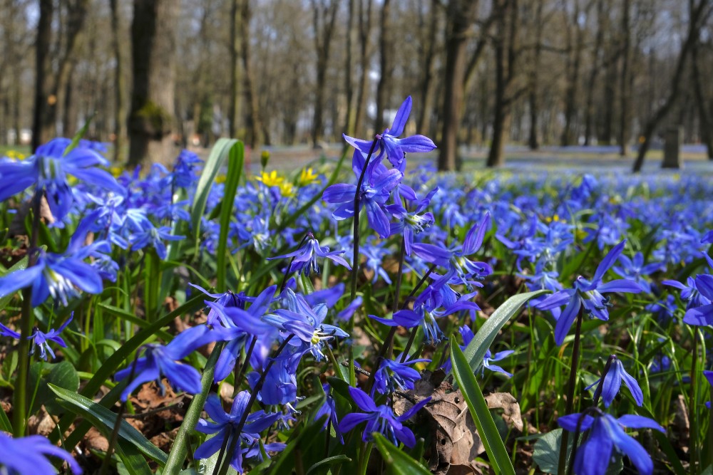 Siberian squill (Scilla siberica)