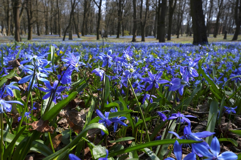 Siberian squill