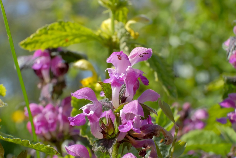 Sārtā panātre (Lamium purpureum)