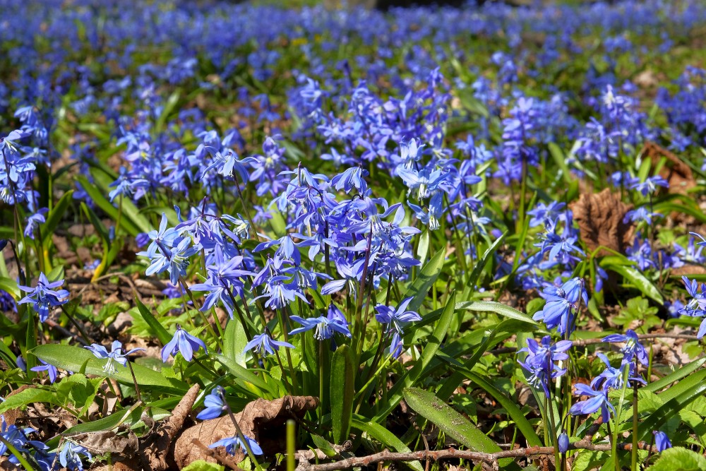 Scilla siberica