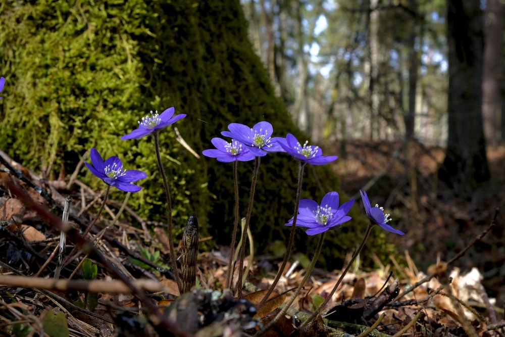 Anemone hepatica