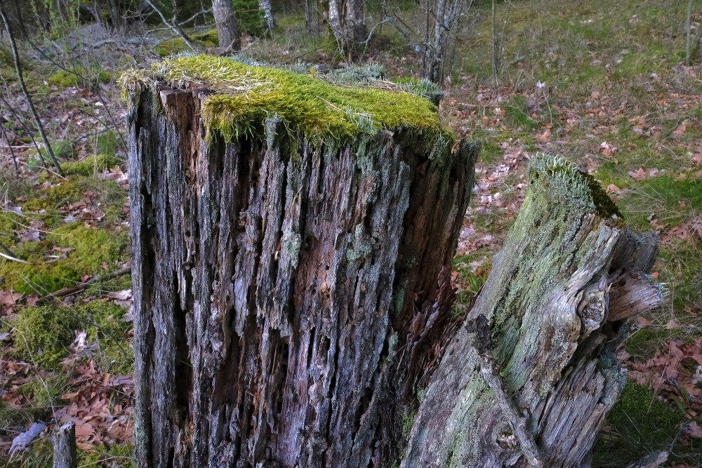 Rotten Tree Stump