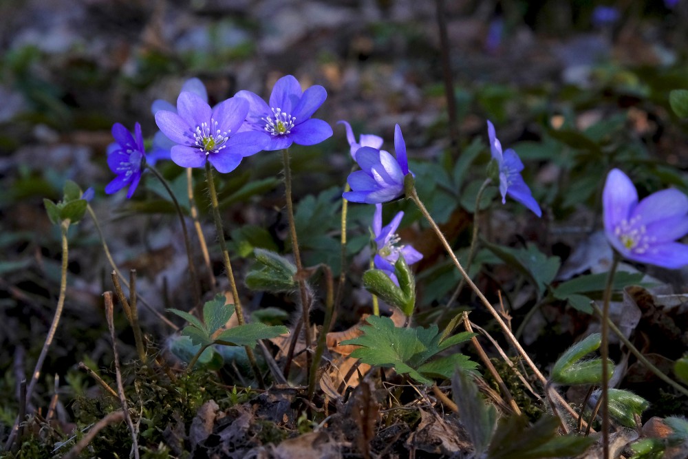 Kidneywort