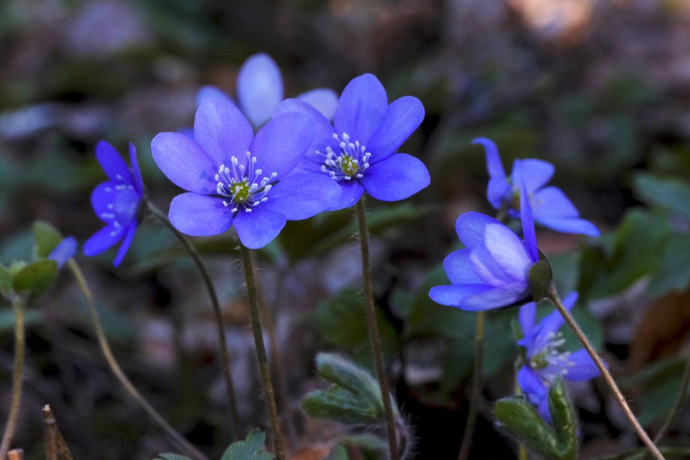 Hepatica nobilis