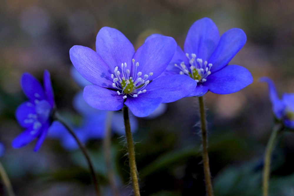 A close-up of the Kidneywort