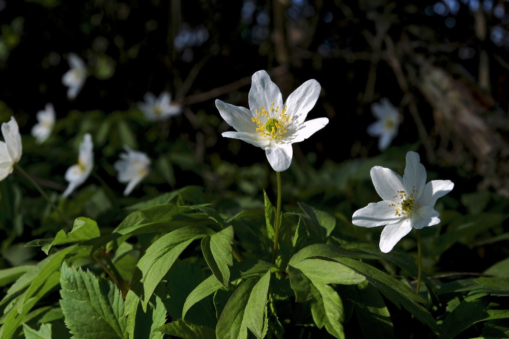 Wood anemone
