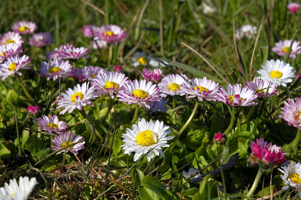 Common daisy