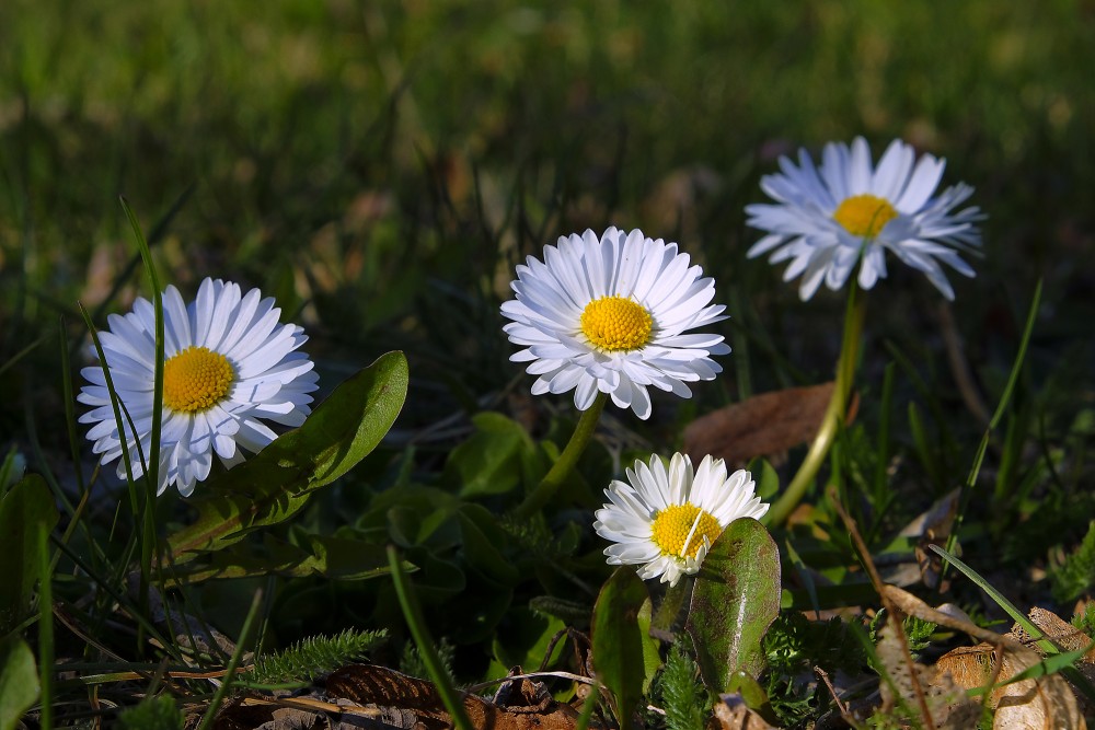 Common daisy