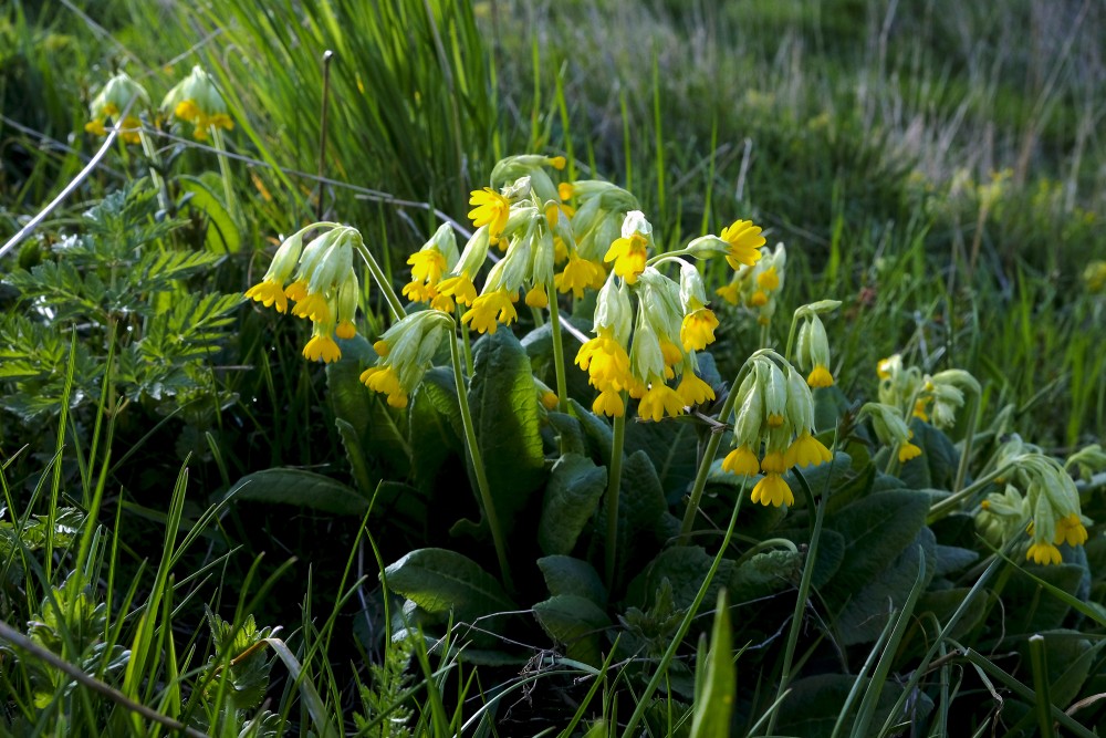 Gaiļbiksīte (Primula veris)