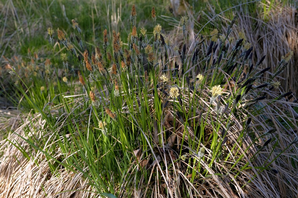 Augstais grīslis pavasarī