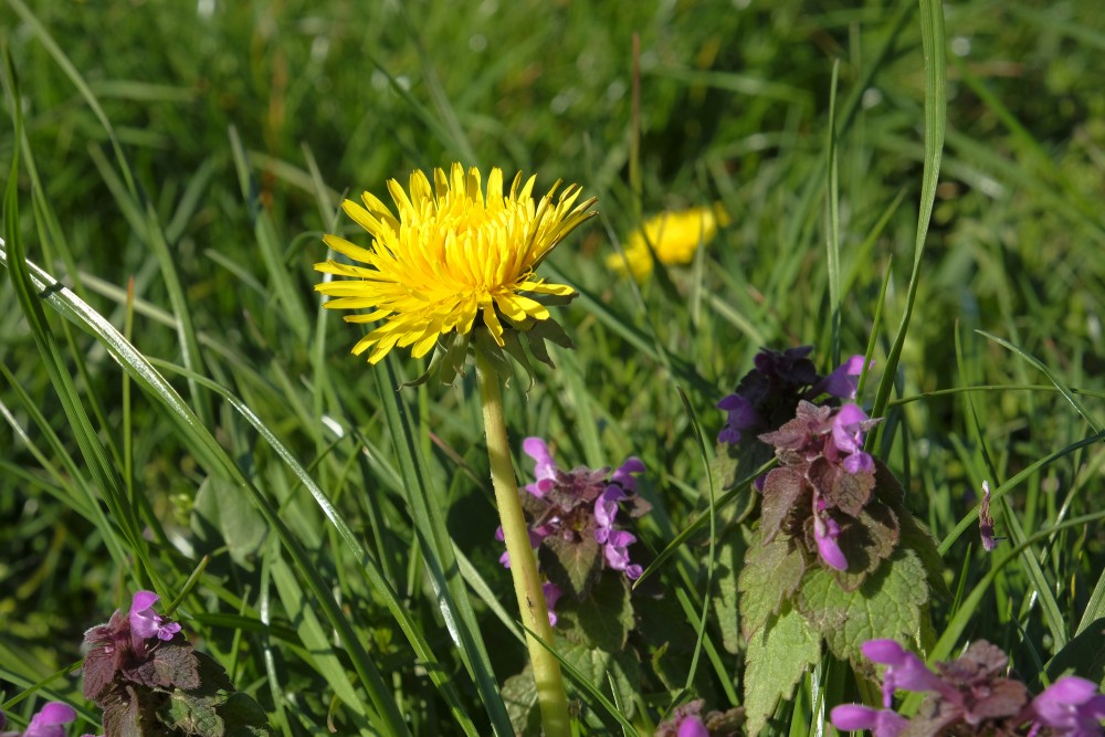 Dandelion and Red Dead-nettle