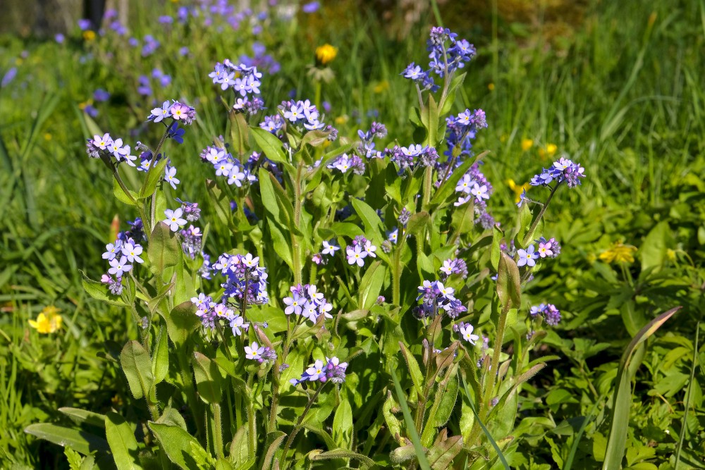 Wood forget-me-not