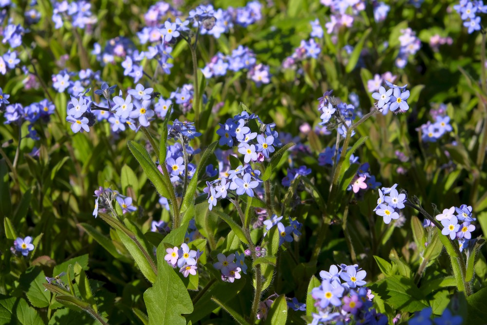 Myosotis sylvatica (Wood forget-me-not)