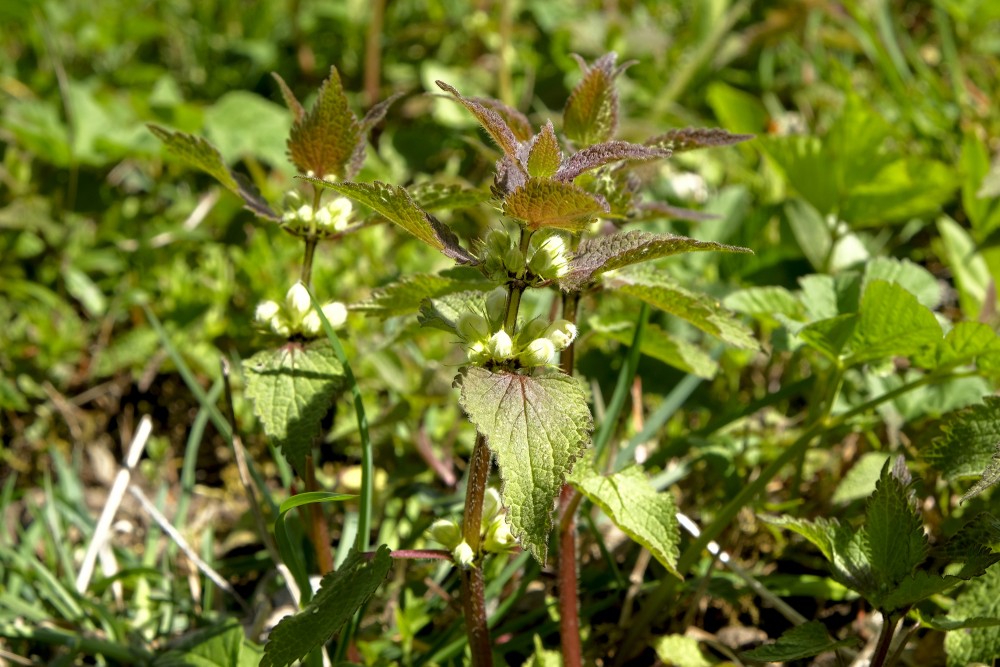 Lamium album (White nettle)