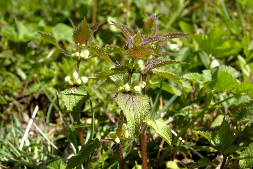 Baltā panātre (Lamium album)