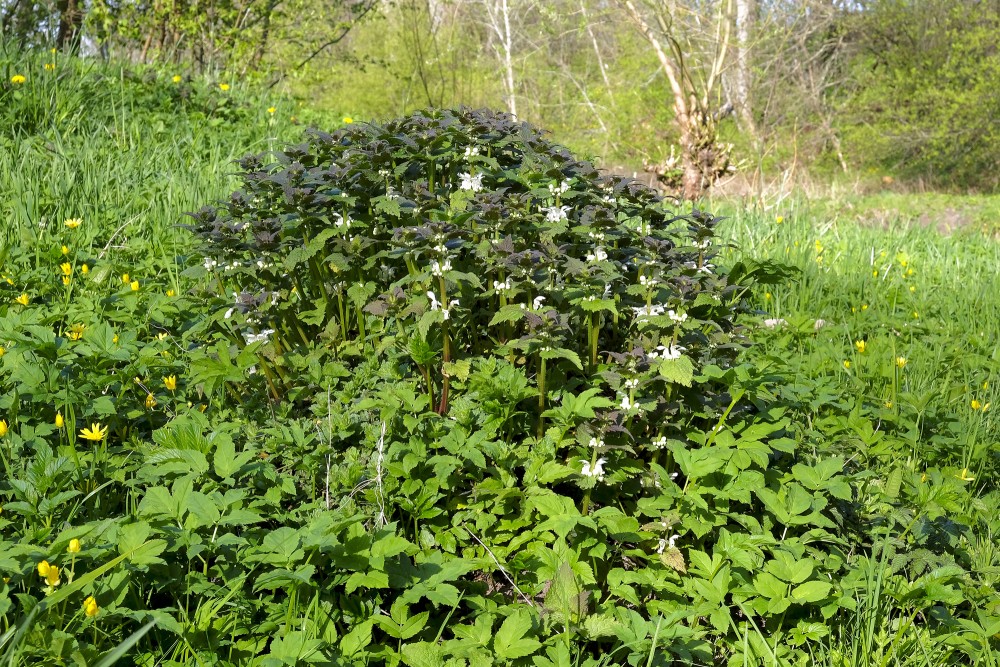 White nettle