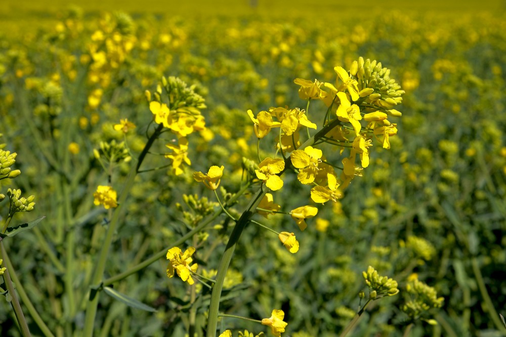 Rapsis (Brassica napus)