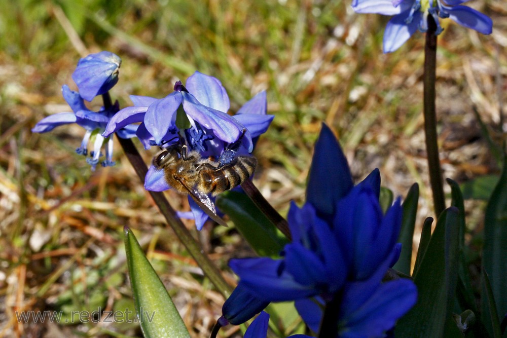 Honey bee in a Siberian squill Flower