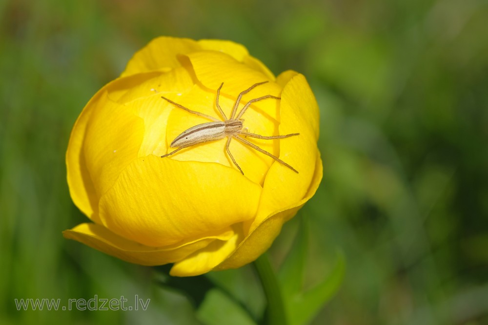 Māņkrabzirneklis (Tibellus oblongus) uz saulpurenes zieda