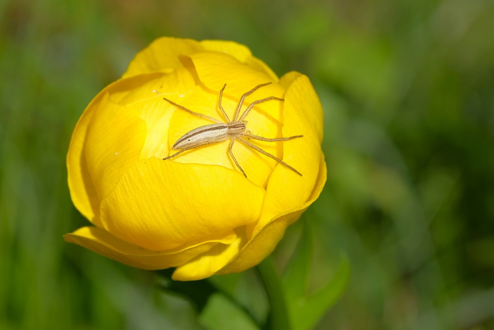 Māņkrabzirneklis (Tibellus oblongus) uz saulpurenes zieda Māņkrabzirneklis (Tibellus oblongus) uz saulpurenes zieda