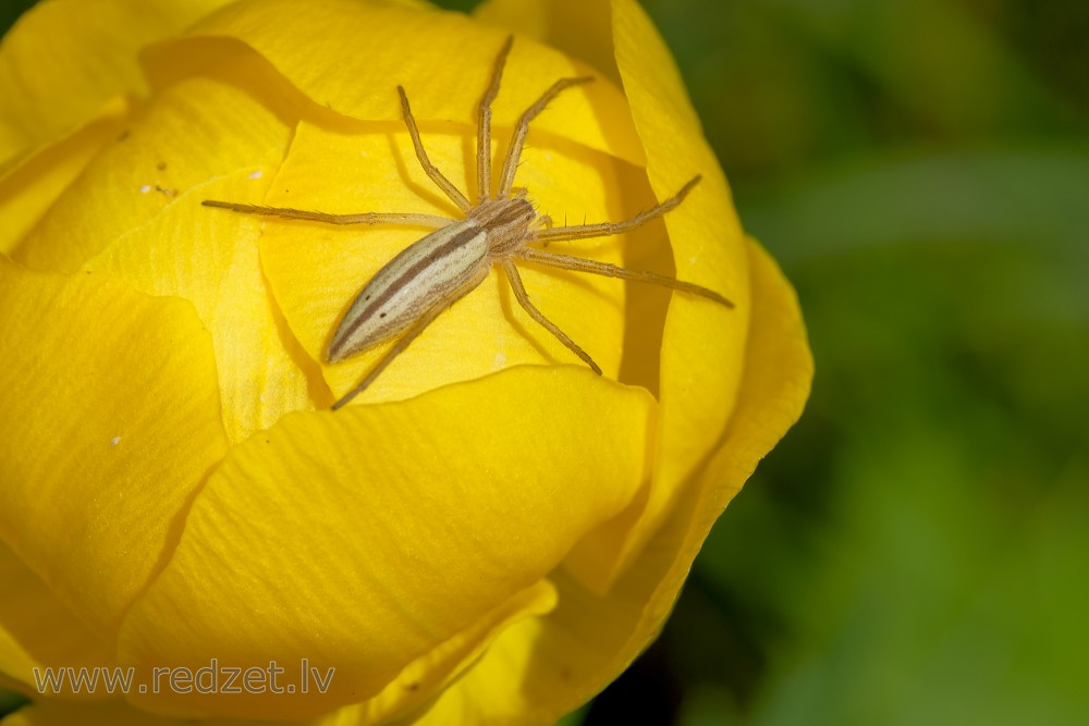 Close up of Tibellus oblongus