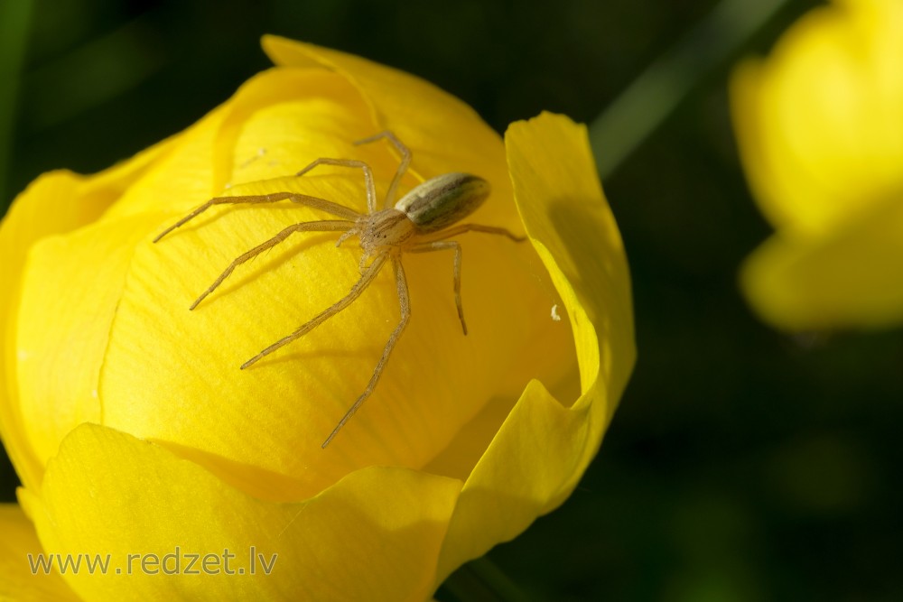 Tibellus oblongus on a Globeflower
