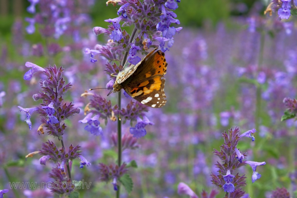 Painted lady On Catnip Flowers