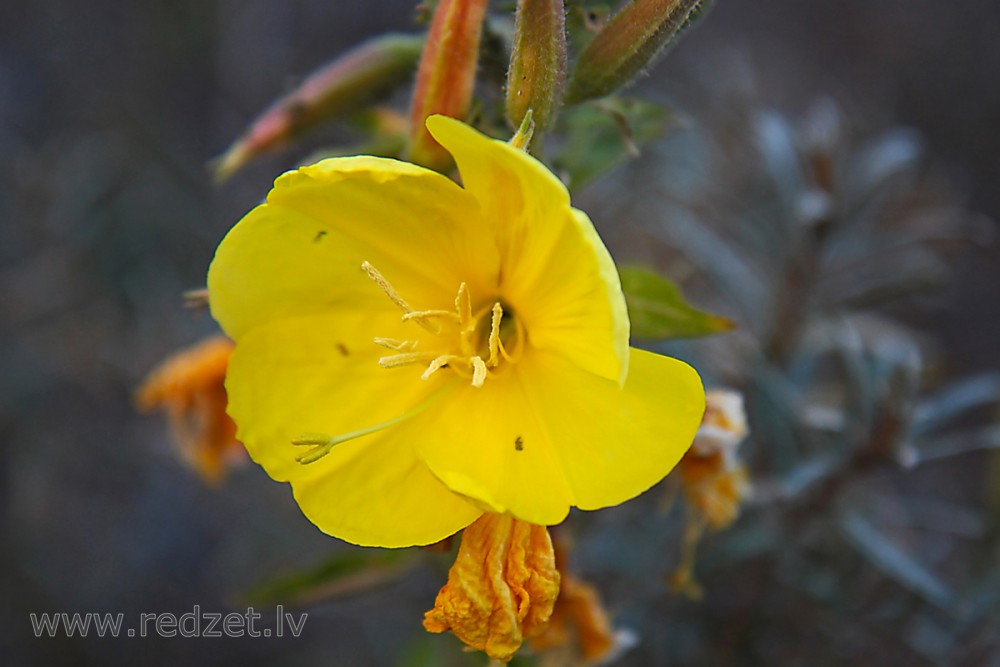 Četršķautņu naktssvece