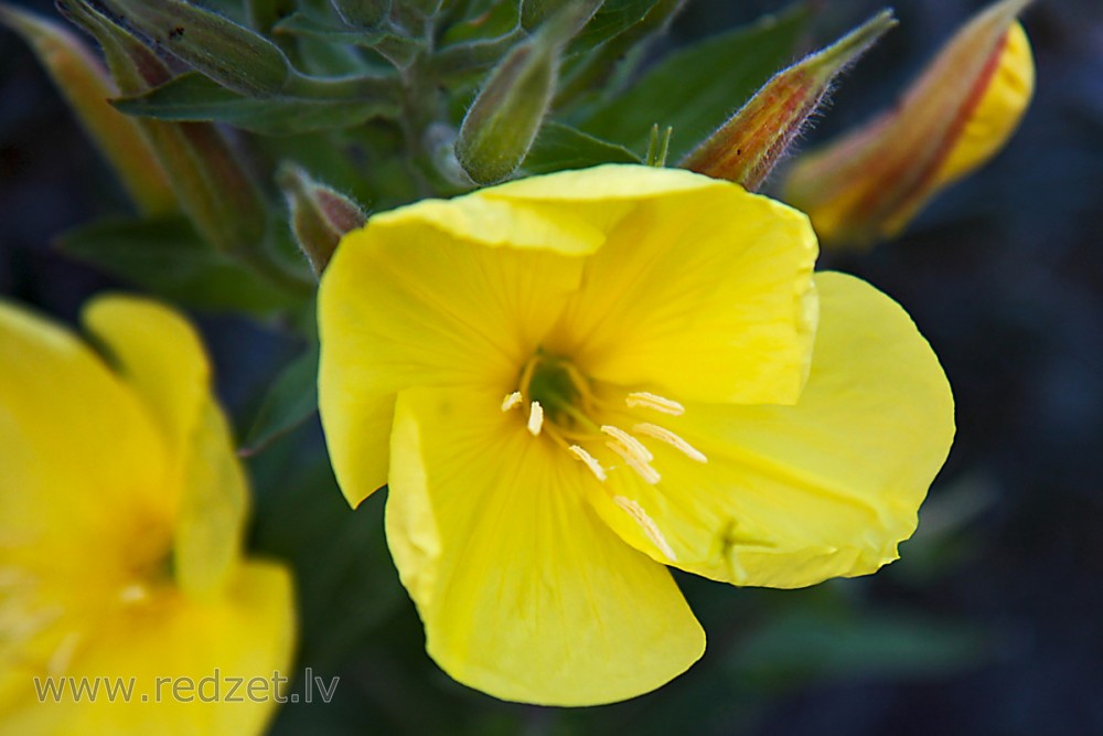 Četršķautņu naktssvece