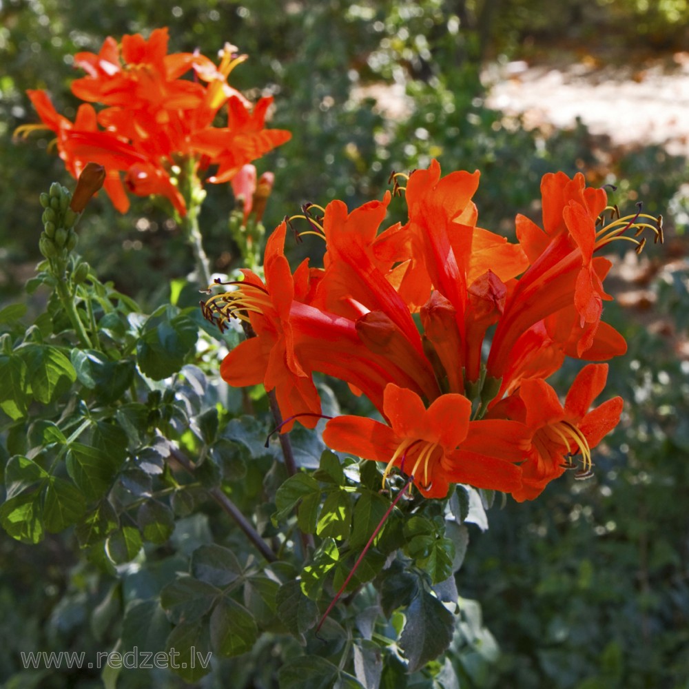 Izraēlā bildēts zieds