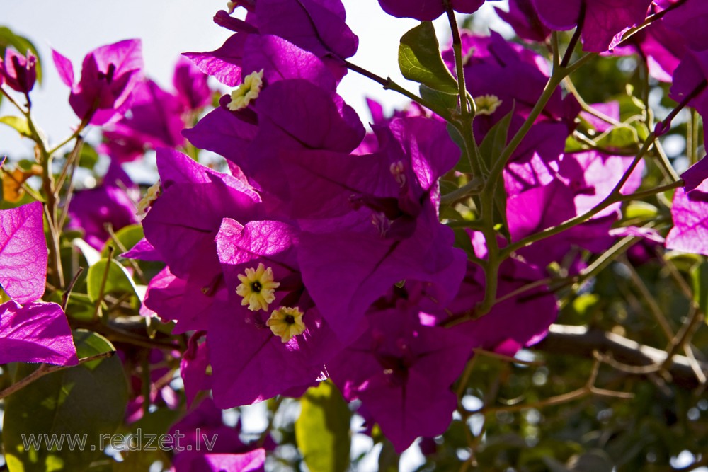 Bugenvilija