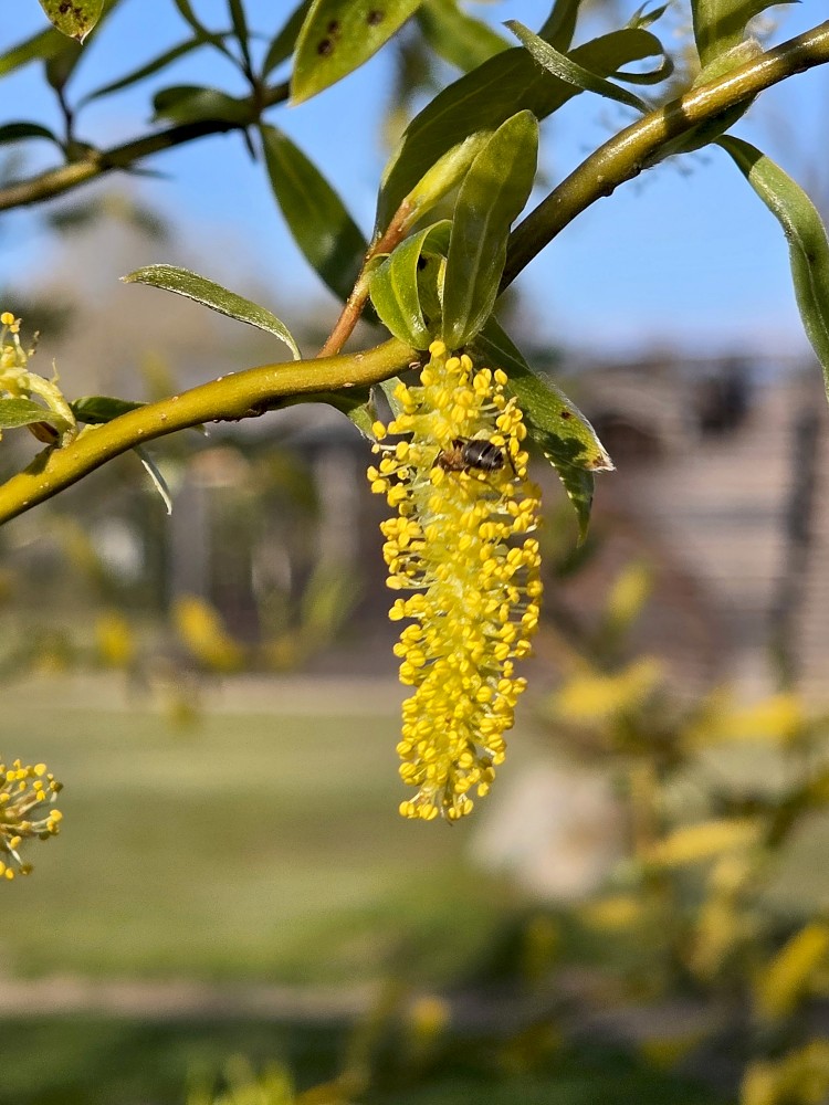Vītola vīrišķie ziedi Vītola vīrišķie ziedi