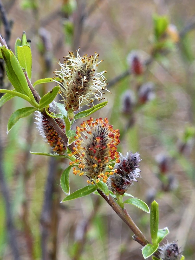 Vītola ziedkopa Vītola ziedkopa