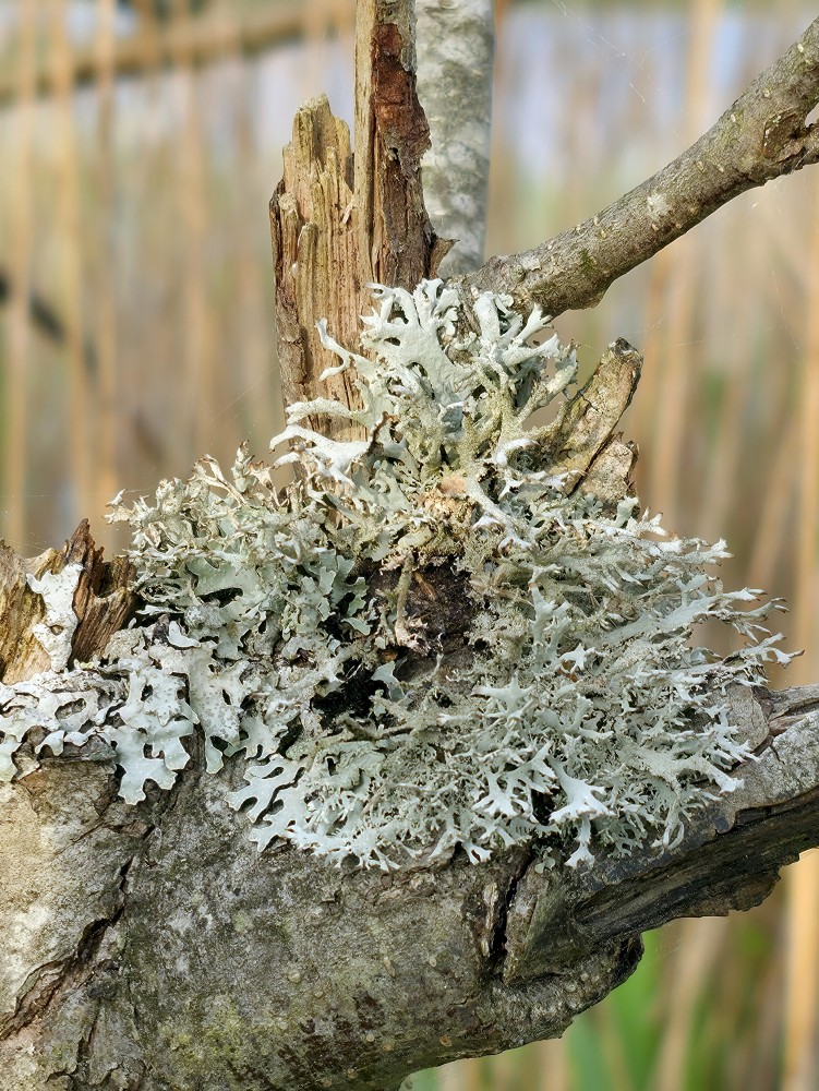 Lichens