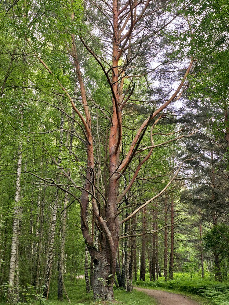 Pine tree on the Būšnieku Lake nature trail