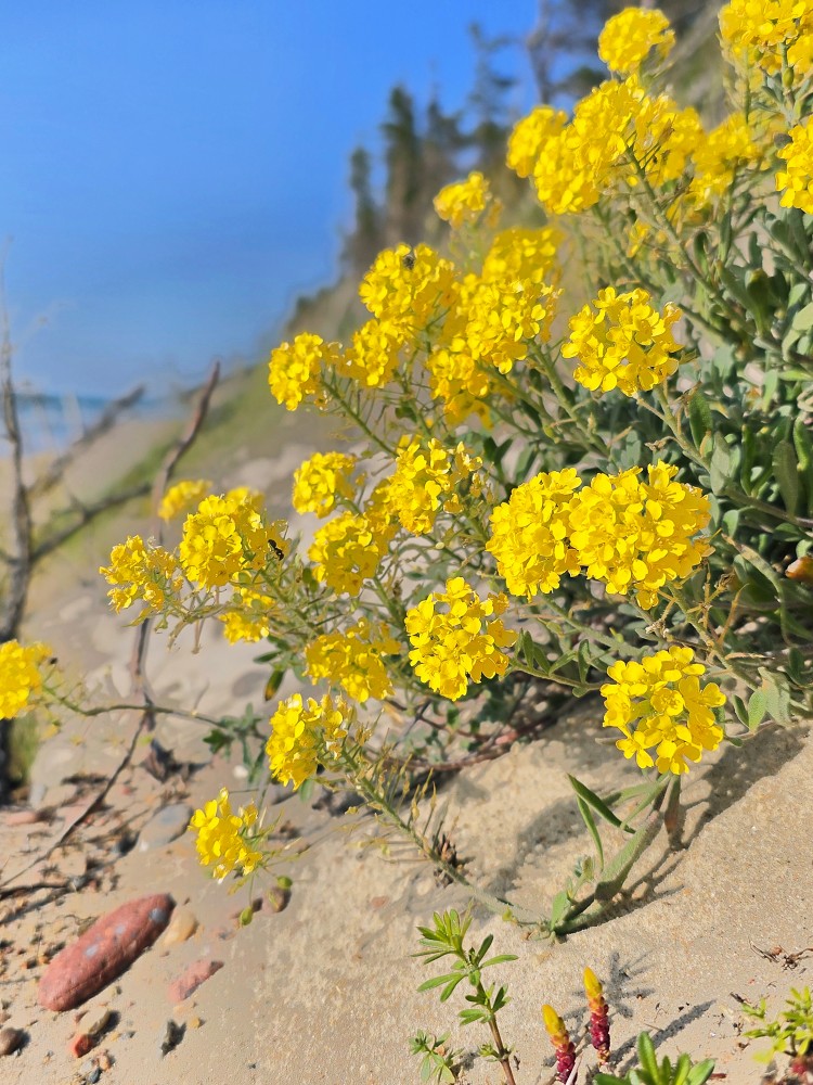 Gmelina alise Gmelina alise