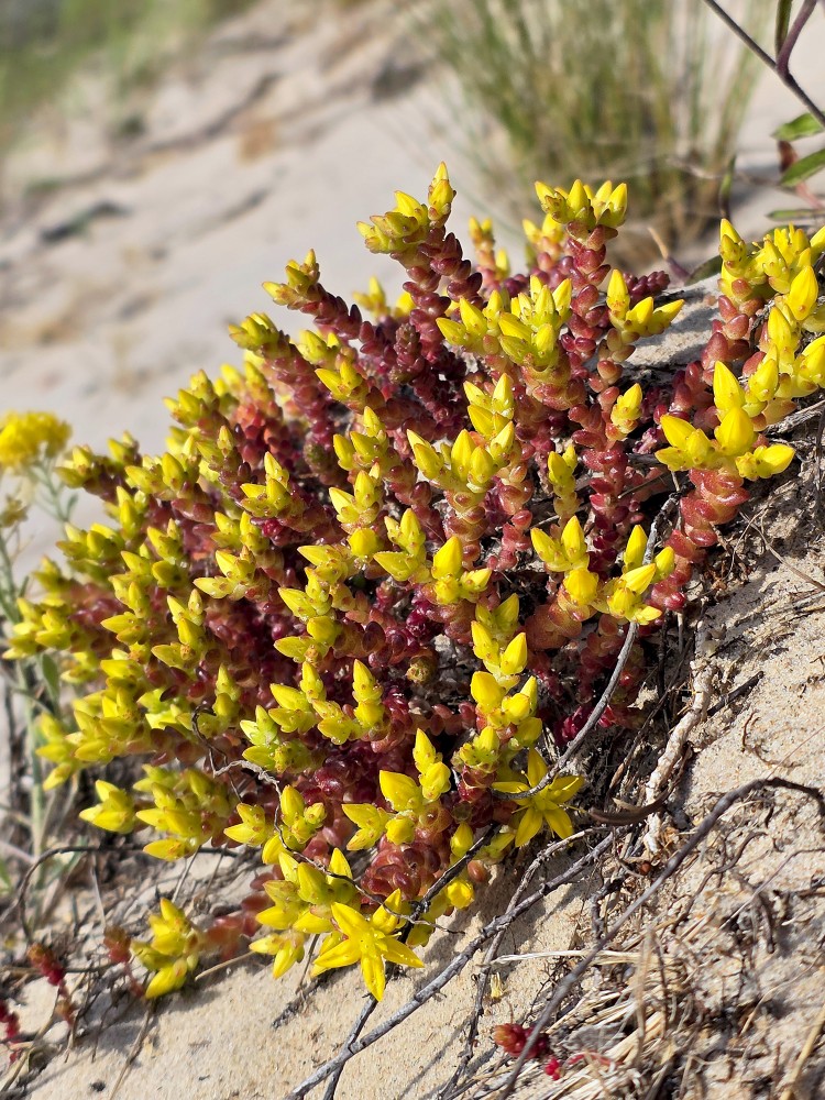 Kodīgais laimiņš Kodīgais laimiņš