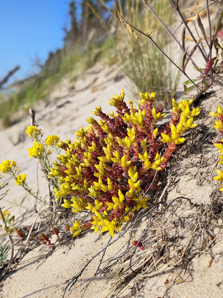 Kodīgais laimiņš (Sedum acre) Kodīgais laimiņš (Sedum acre)