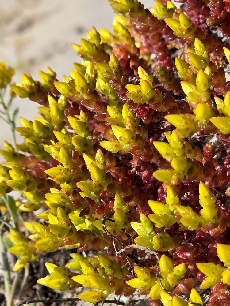 Kodīgais laimiņš tuvplānā Kodīgais laimiņš tuvplānā