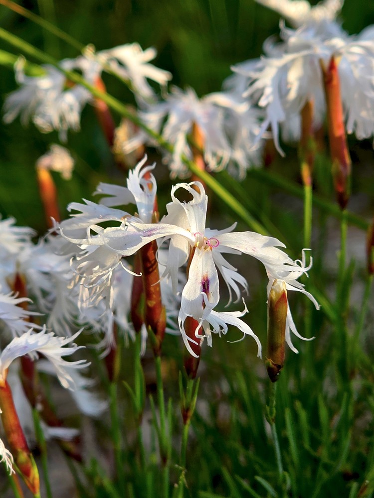 Smiltāja neļķe Smiltāja neļķe