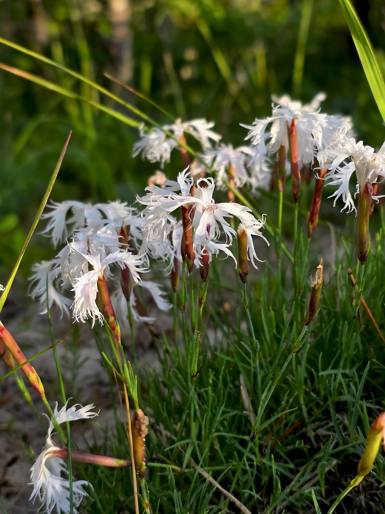 Smiltāja neļķe (Dianthus arenarius)
