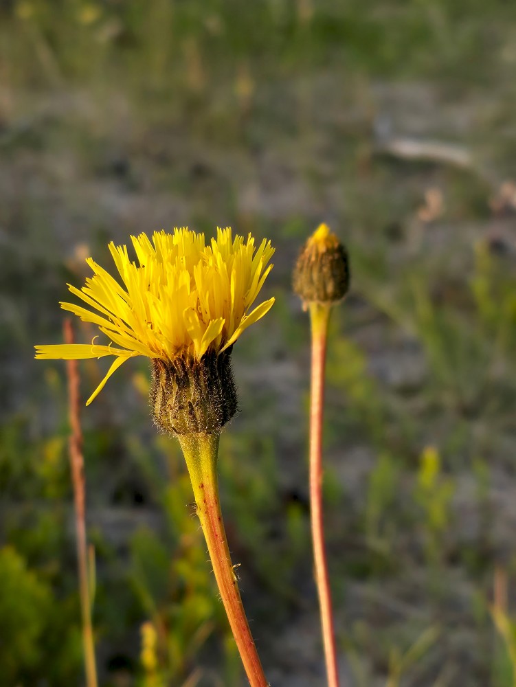 Mauraga (Hieracium) Mauraga (Hieracium)