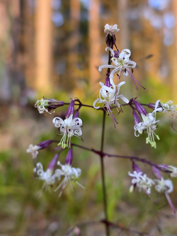 Nokarenā plaukšķene (Silene nutans)